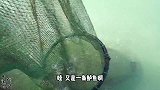 阿兴出海好货抓爆网，两条大鲈鱼看着就刺激，杂鱼装满整个船舱