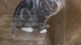 这猫嘴上说不洗澡，身体却很诚实呀！