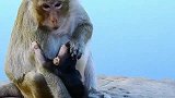 猴妈想戒奶，可是小奶猴要纠缠到底，谁会胜利呢？