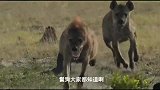 鬣狗伏击牛羚-鬣狗和牛羚-野生动物攻击汇编！