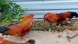 太搞笑了两只公鸡这样僵持大半天，动作神同步，你们是在照镜子吗