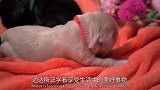 萌宠成长记，猫想要看看汪妈的宝宝们，汪妈：你想多了