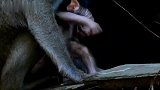 刚出生没多久的小猴仔，猴妈带它上屋顶看看世界