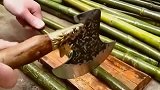 山里生长着一种实心竹，很少有人见过