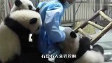 快来人啊，有没有人管管啊，熊猫围攻奶妈了