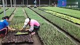 只要扦插就能大量繁殖的植物，方法简单还易学