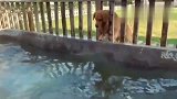 马犬和金毛一对好兄弟，金毛洗澡进不去，马犬直接把围栏拆了