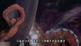 章鱼捕食电鳗，遭到电鳗猛烈反击！双方打得难舍难分！