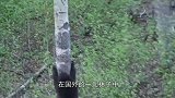 男子在绳子上挂块肉恶搞黑熊，把黑熊坑惨了，镜头拍下全过程