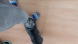 铲屎官打了猫咪一巴掌后，猫咪顺序的反击了哈哈