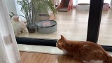 年糕：猪哥哥麻烦帮我开一下门~