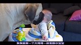 狗狗突然听见小主人的呼救声，接下来狗狗的动作，爸妈都看愣了