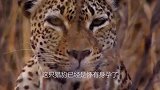 母亲狒狒从猎豹口中拯救宝宝，接下来发生的事让人难以接受