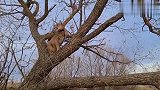 有本事爬树没本事下来！美洲狮梅西太惨了，镜头记录搞笑全程