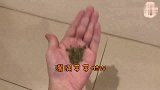 【巧克力】『橘子冰的日常』－ 真．橘子冰舔手手！