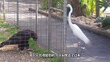 老鹰发现草地有条蛇，从天而降将其擒住，下一秒忍住别笑