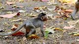 小猴子被打一顿，吹口哨呼救！