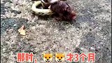 汪星人狗狗年龄计算，你算对了吗