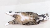 为自己买单的肥猫：钻进塑料瓶中，却被卡住出不来了