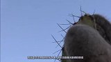 渴了几周的骆驼看到水时会有什么反应实拍全过程，感觉有点壮观