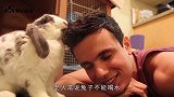 为何兔子不能喝水，否则就会断肠而亡原因其实很简单