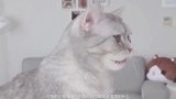 被恶作剧的猫咪们表示，铲屎官真的是脑子有病，竟然敢伸出脚