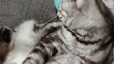猫：你干啥呢，吓我一跳！