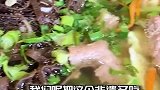 上过舌尖的跷脚牛肉，在潍坊也能吃到了