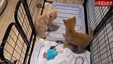 柴犬主动去招惹橘猫，猫咪：初生牛犊不怕虎啊，给你颜色看看！
