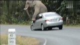 天哪！你怎么惹着大象了