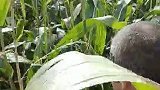 来看看我最大的一片地农村生活 田园生活 丰收在望