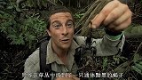 贝爷利用藤曼辨别方向，顺利找到出路,临走还不忘吃只大牛蛙！