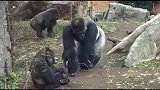 原来猩猩也一样遭受妻子吐槽啊