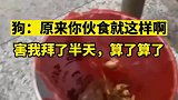 狗：原来你伙食就这样啊，害我拜了半天，算了算了狗狗搞笑