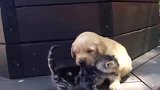 金毛猎犬小奶狗喜欢与小奶猫在一起，舔舐猫咪的脑袋