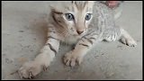 刚救回的小野猫好厉害，不想让我碰它，冲我嘶嘶叫
