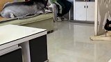 这狗哪都好，就是不会过日子