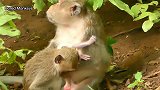 非常可爱的新生猴宝宝，得到了如此美丽的微笑和迷人