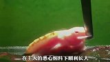 唯一一只心脏外露的乌龟，在主人的照顾下坚强存活