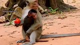 久经磨难，小猴子变聪明了，它抓住机会跑回妈妈身边，猴妈赢了