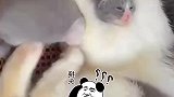 小猫疑似被食物咽住