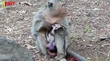 母猴生下死胎后伤心欲绝，一直抱着死去的孩子，看完泪奔