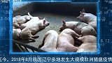 你了解非洲猪瘟吗