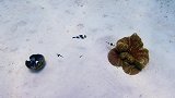小丑鱼原来这么聪明，它们竟然还会搬东西