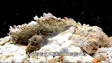 螳螂虾大战螃蟹，一拳打断螃蟹钳子，这虾养起来得用防弹玻璃！