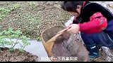 苗大家雨后挖土豆，蒸了一大锅，糯粉吃了很多，原汁原味就是香