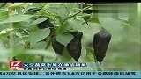 太空变异蔬菜水果结硕果 让天津市民尝鲜