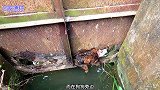 狗狗被困在水沟闸口处3天，好心的救援小哥终于来救它，命保住了