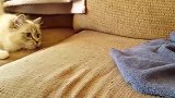 猫咪和刺猬打架，对着刺猬一屁股坐下去，猫这反应太逗了