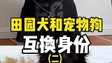 没想到田园犬小黑来到城市生活的第一天就被拒绝